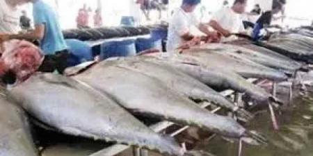 البلطي بـ 80 جنيهًا..أسعار الاسماك بالسوق المصرى اليوم