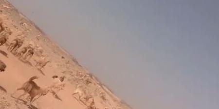 بالفيديو .. قطعان من الكلاب الضالة تحاصر الصفاوي وتهدد الأهالي