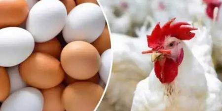 أسعار الدواجن والبيض في السوق المصري اليوم الأحد