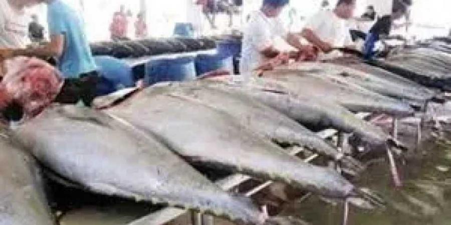 البلطي بـ 80 جنيهًا..أسعار الاسماك بالسوق المصرى اليوم