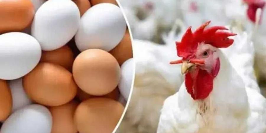 الساسو بـ98 جنيها للكيلو..أسعار الدواجن بالسوق المصرى