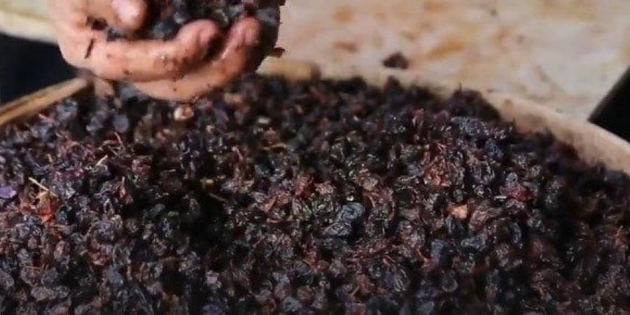 المنوفي: التوسع في تصنيع الزبيب خطوة استراتيجية تدعم الاقتصاد الوطني وتقلل الفاقد الزراعي