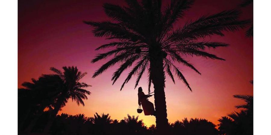 الأمثال الشعبية.. حِكم محفورة في ذاكرة المجتمع الإماراتي