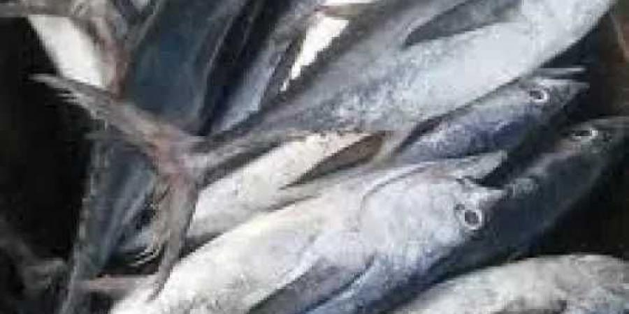 البلطي بـ 82 جنيه والكابوريا بـ 160 جنيه .. تعرف على أسعار اليوم بالسوق المصرى