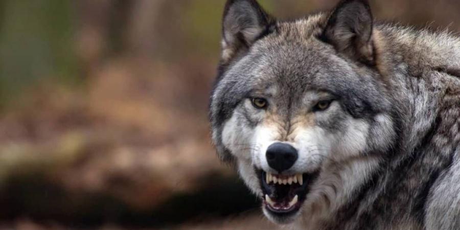 ذئب مسعور يرعب الطفيلة .. هاجم 3 أشخاص وافترس 20 رأس غنم .. تفاصيل