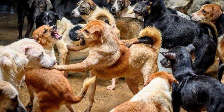 ملف الكلاب الضالة في الأردن .. أزمة بلا حلول جذرية حتى الآن