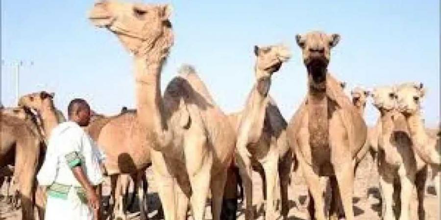 ”ناقة تثير كارثة في شبوة.. مقتل جندي وجرح اثنين برصاص قبلي! ما الذي حدث فعلاً؟”